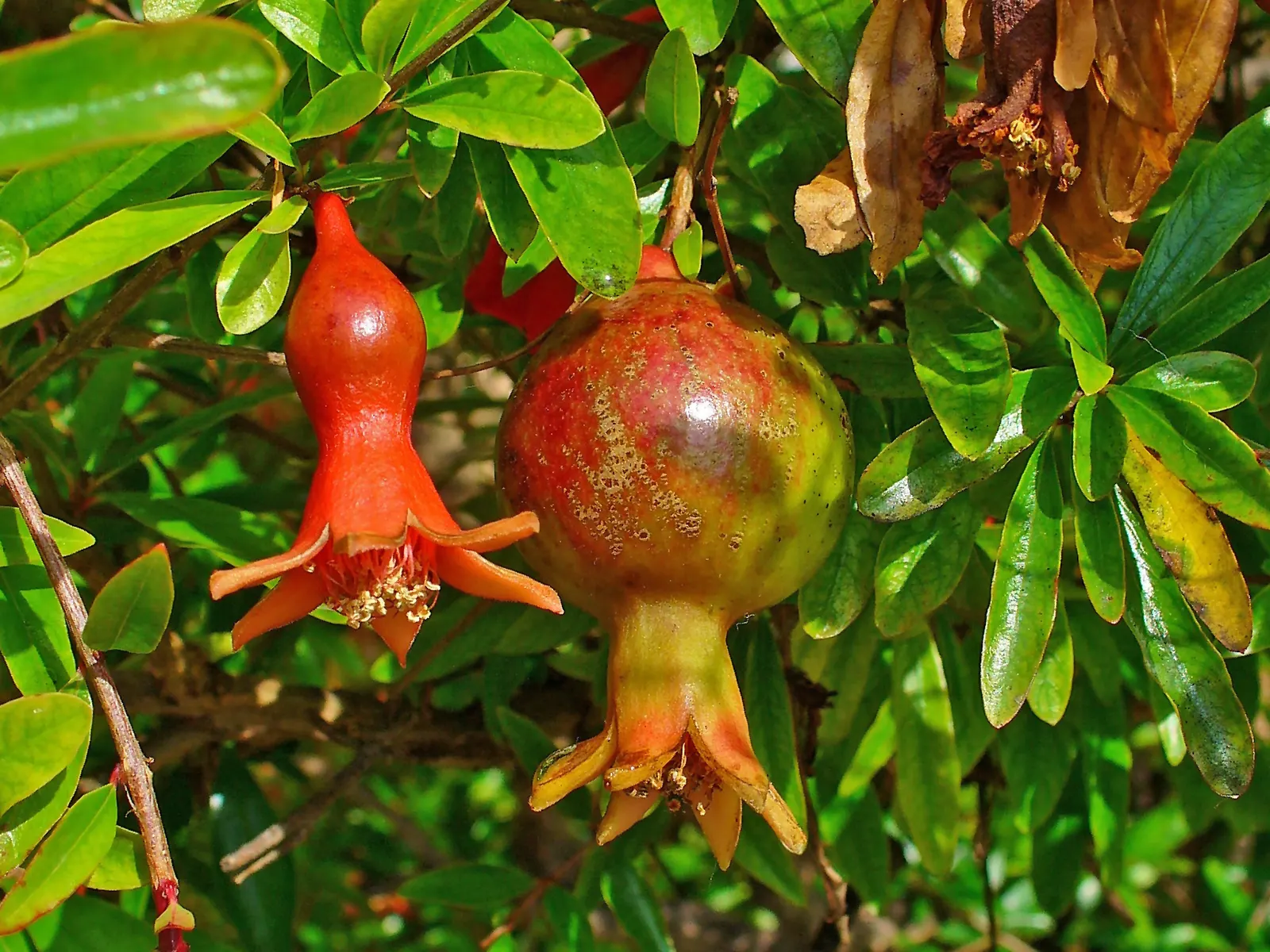 Pomegranate (Punica Granatum) — serving as a dual-purpose addition to any landscape design; shrub / tree with orange blooms, image 89