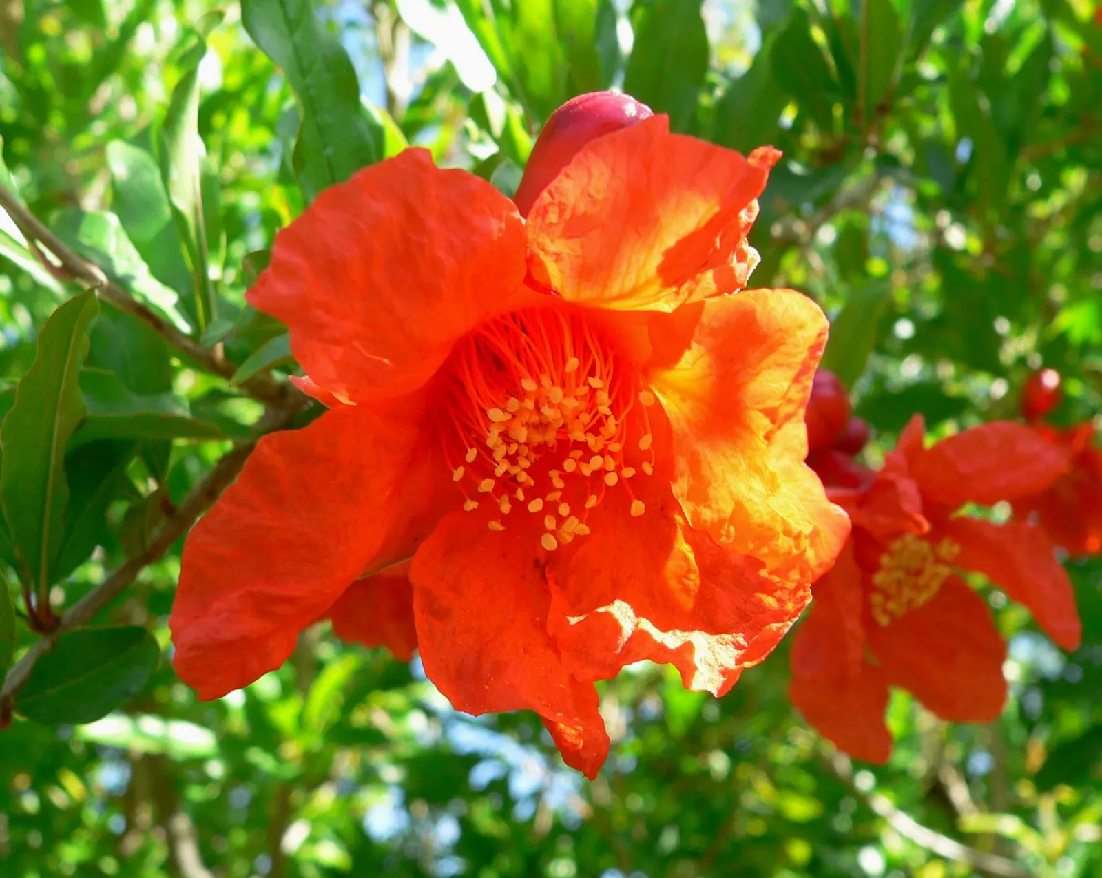 Pomegranate (Punica Granatum) — or even as a functional hedge with seasonal interest; it thrives in full sun and well-drained soil, with moderate, image 78
