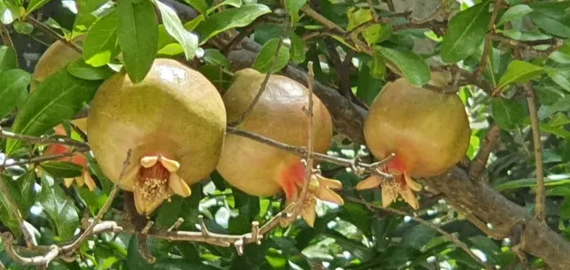 Pomegranate (Punica Granatum) — They are drought-tolerant once established; when incorporating into landscape designs