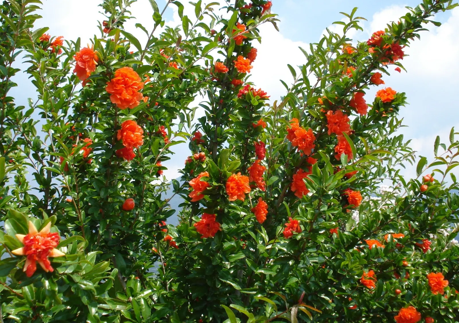 Pomegranate (Punica Granatum) — appreciated for its vibrant orange-red flowers and edible fruit
