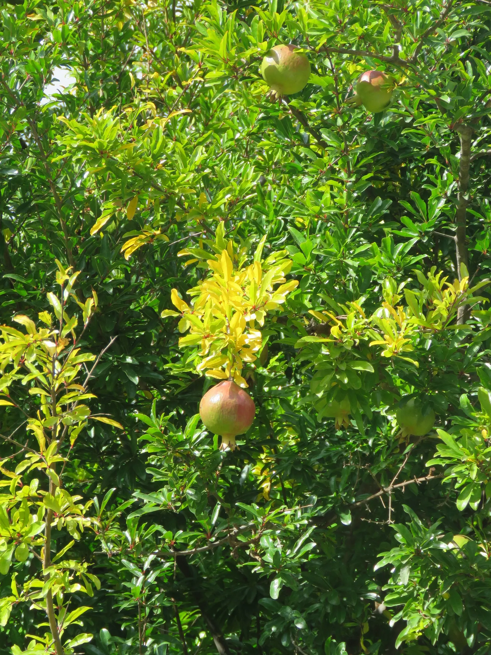Pomegranate (Punica Granatum) — This plant's versatile nature allows it to be trained as a small tree or maintained as a bushy shrub; making them, image 65