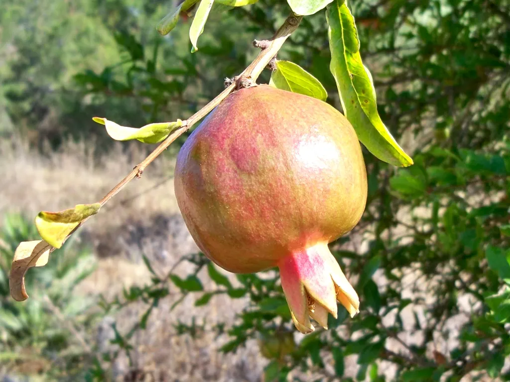 Pomegranate (Punica Granatum) — the Pomegranate bears its hallmark fruit; being cold-hardy down to around 10&deg;F, they can thrive in USDA zones 7, image 69