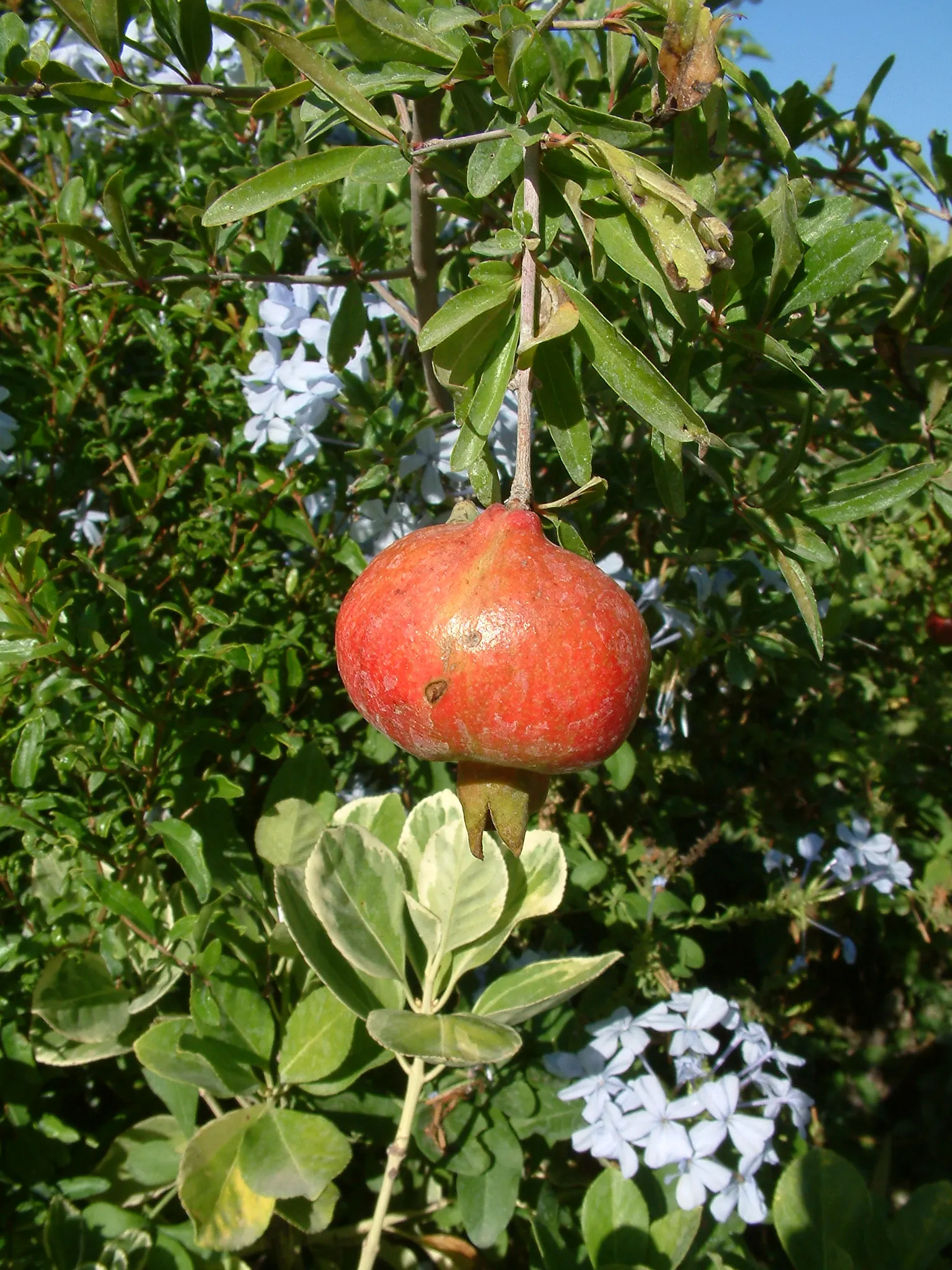 Pomegranate (Punica Granatum) — appreciated for its vibrant orange-red flowers and edible fruit; this plant's versatile nature allows it to be trained as a