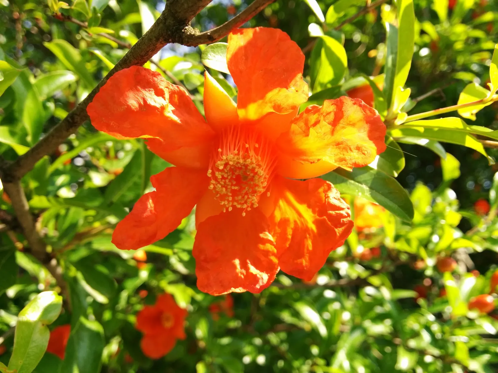 Pomegranate (Punica Granatum) — lance-shaped leaves that range from 2 to 3 inches long and exhibit a striking bright green color