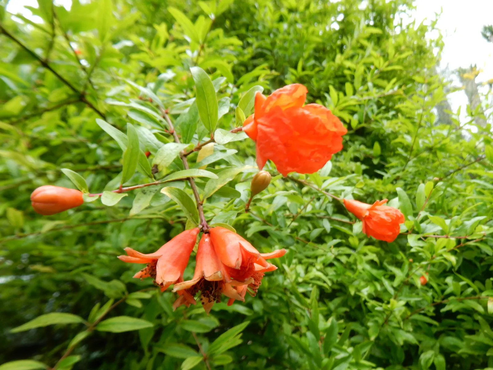 Pomegranate (Punica Granatum) — They are drought-tolerant once established