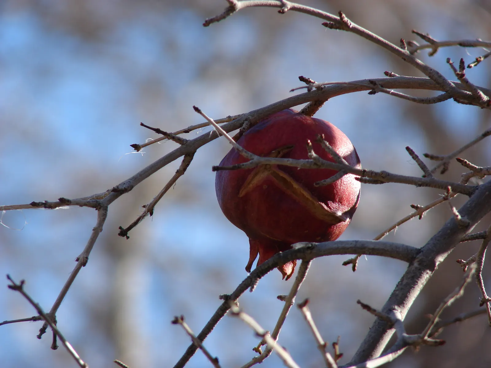 Pomegranate (Punica Granatum) — providing flexibility in design placement.<br><br>The foliage of the Pomegranate boasts glossy; shrub / tree for, image 93