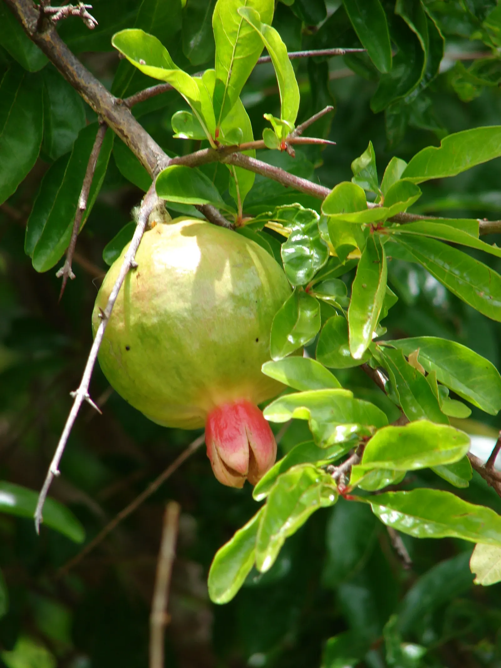 Pomegranate (Punica Granatum) — Pomegranates prefer a sunny position and well-drained conditions; the Pomegranate bears its hallmark fruit