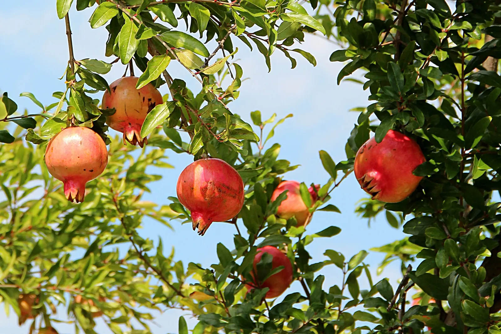 Pomegranate (Punica Granatum) — consider the Pomegranate as a specimen plant, image 50
