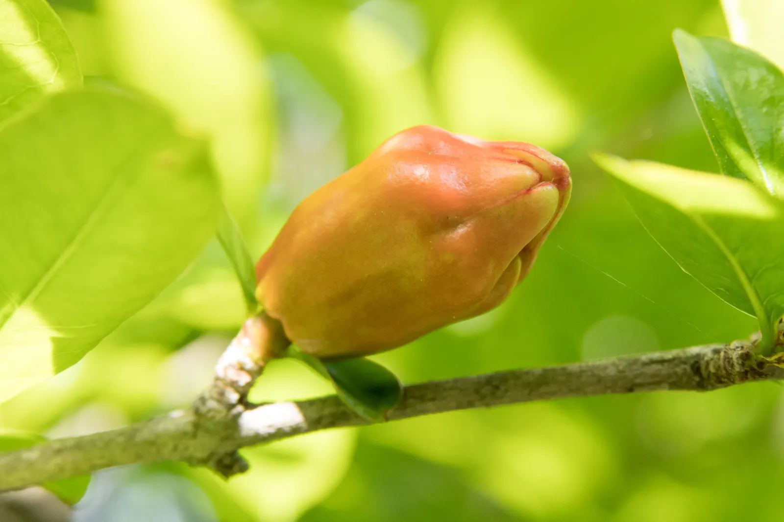 Pomegranate (Punica Granatum) — It thrives in full sun and well-drained soil, with moderate water needs; pomegranates prefer a sunny position and well-drained
