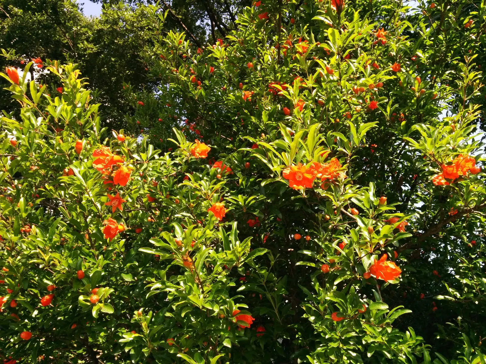 Pomegranate (Punica Granatum) — The Pomegranate's glossy leaves and multi-stemmed form create ornamental appeal; orange flowers in the garden