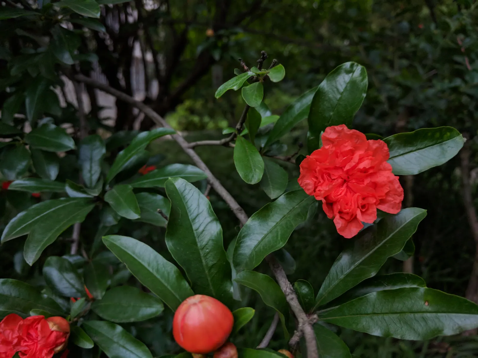 Pomegranate (Punica Granatum) — reaching around 2.5 to 5 inches in diameter