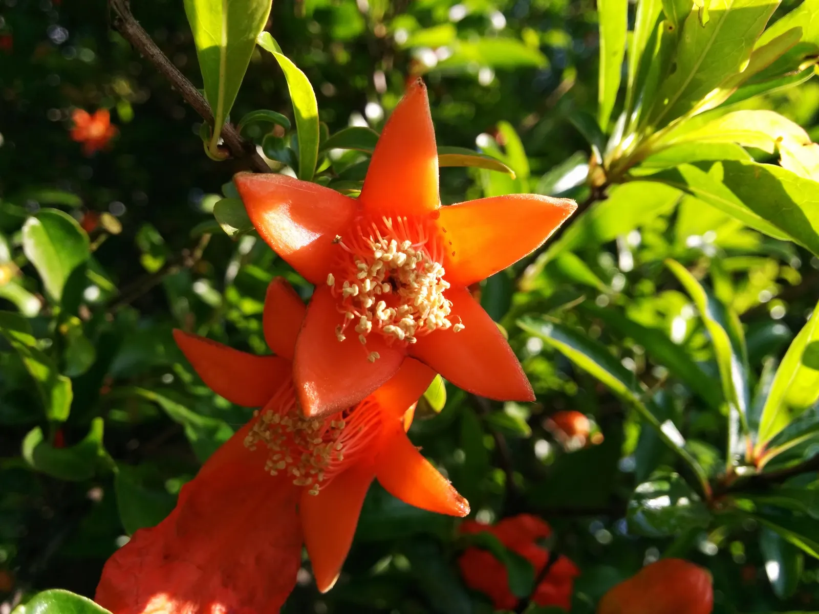 Pomegranate (Punica Granatum) — It flowers in late spring to early summer, producing vibrant, funnel-shaped blooms up to 1.5 inches wide
