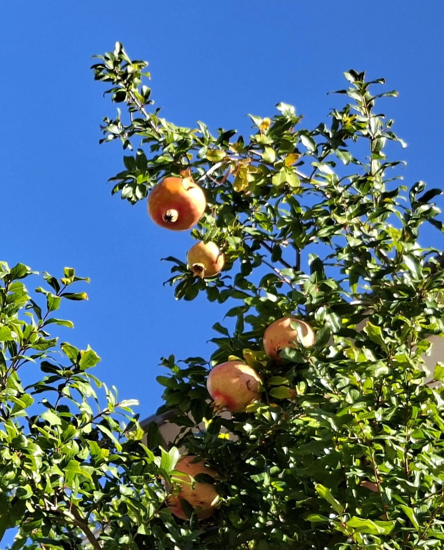 Pomegranate (Punica Granatum) — This plant's versatile nature allows it to be trained as a small tree or maintained as a bushy shrub
