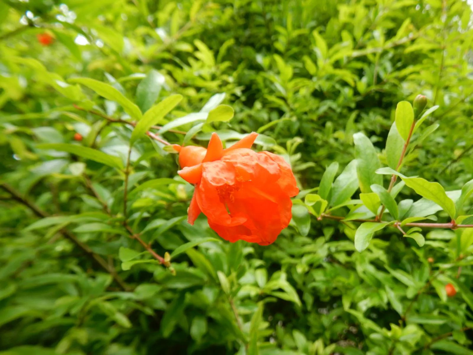 Pomegranate (Punica Granatum) — or even as a functional hedge with seasonal interest