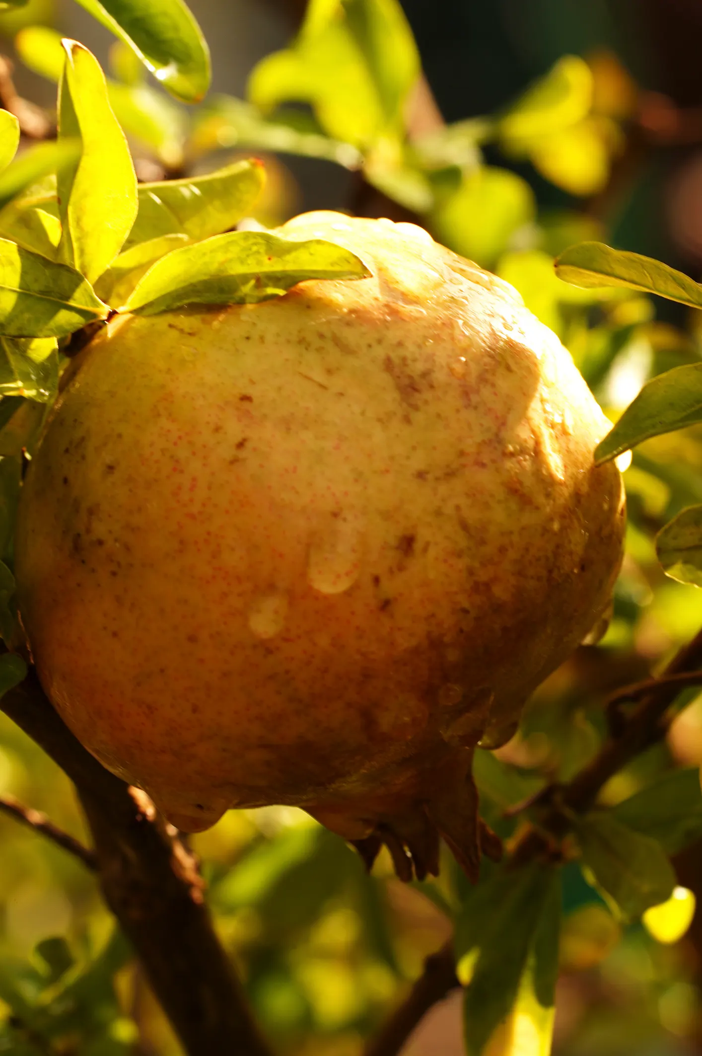 Pomegranate (Punica Granatum) — making them suitable for xeriscaping and water-efficient landscapes; appreciated for its vibrant orange-red flowers and edible