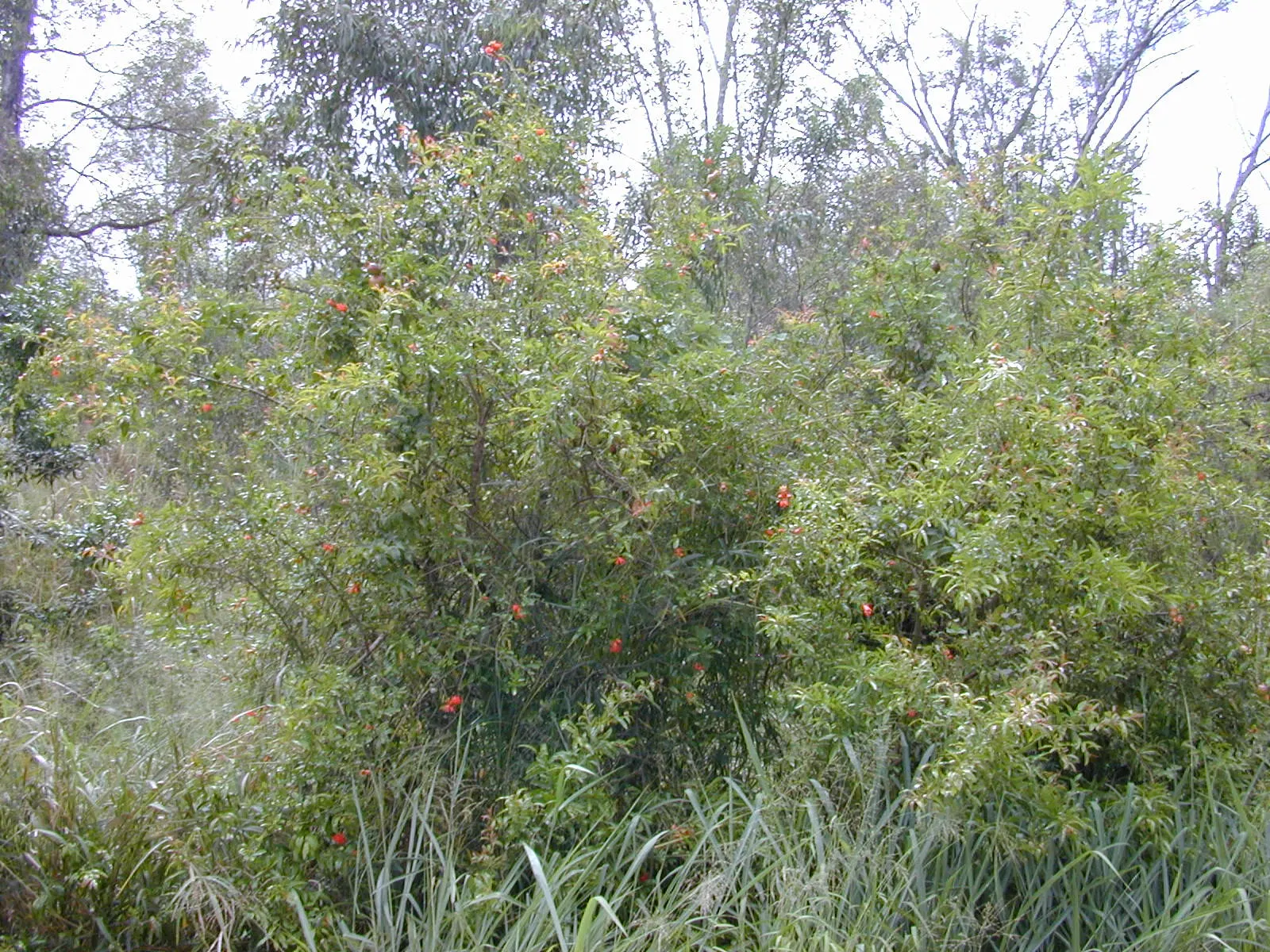 Pomegranate (Punica Granatum) — Pomegranates prefer a sunny position and well-drained conditions