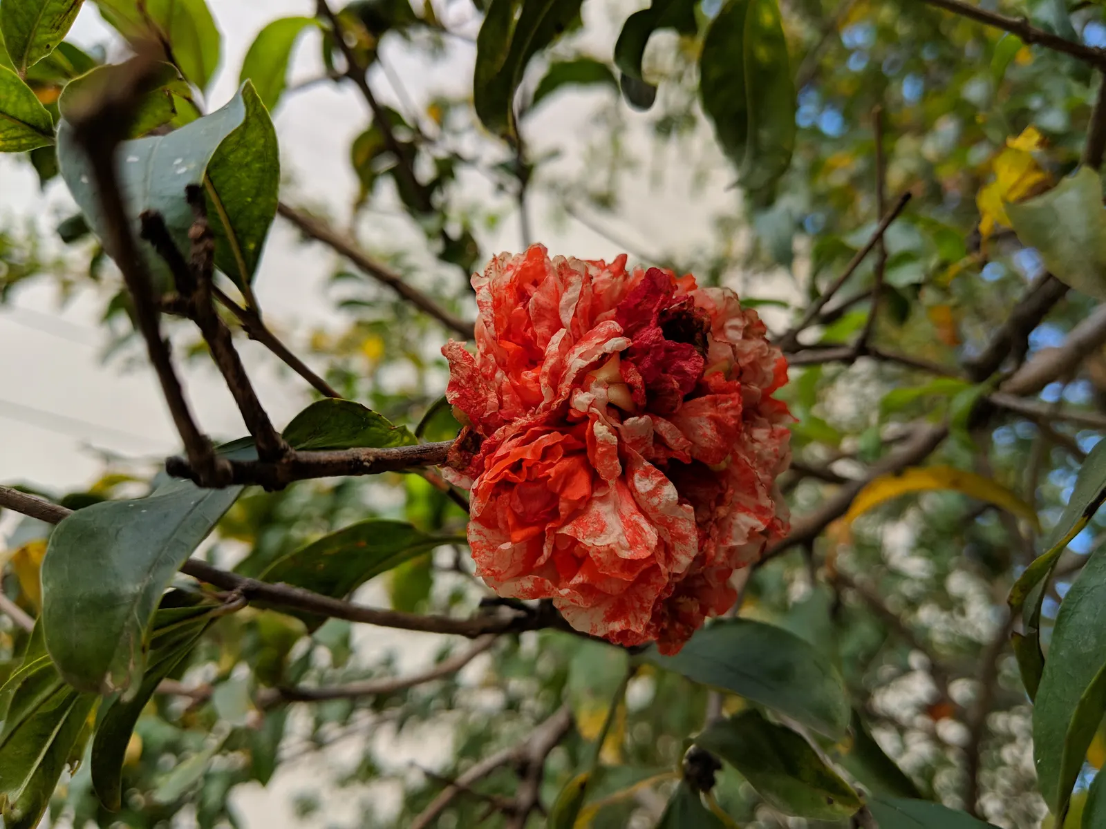 Pomegranate (Punica Granatum) — providing flexibility in design placement.<br><br>The foliage of the Pomegranate boasts glossy
