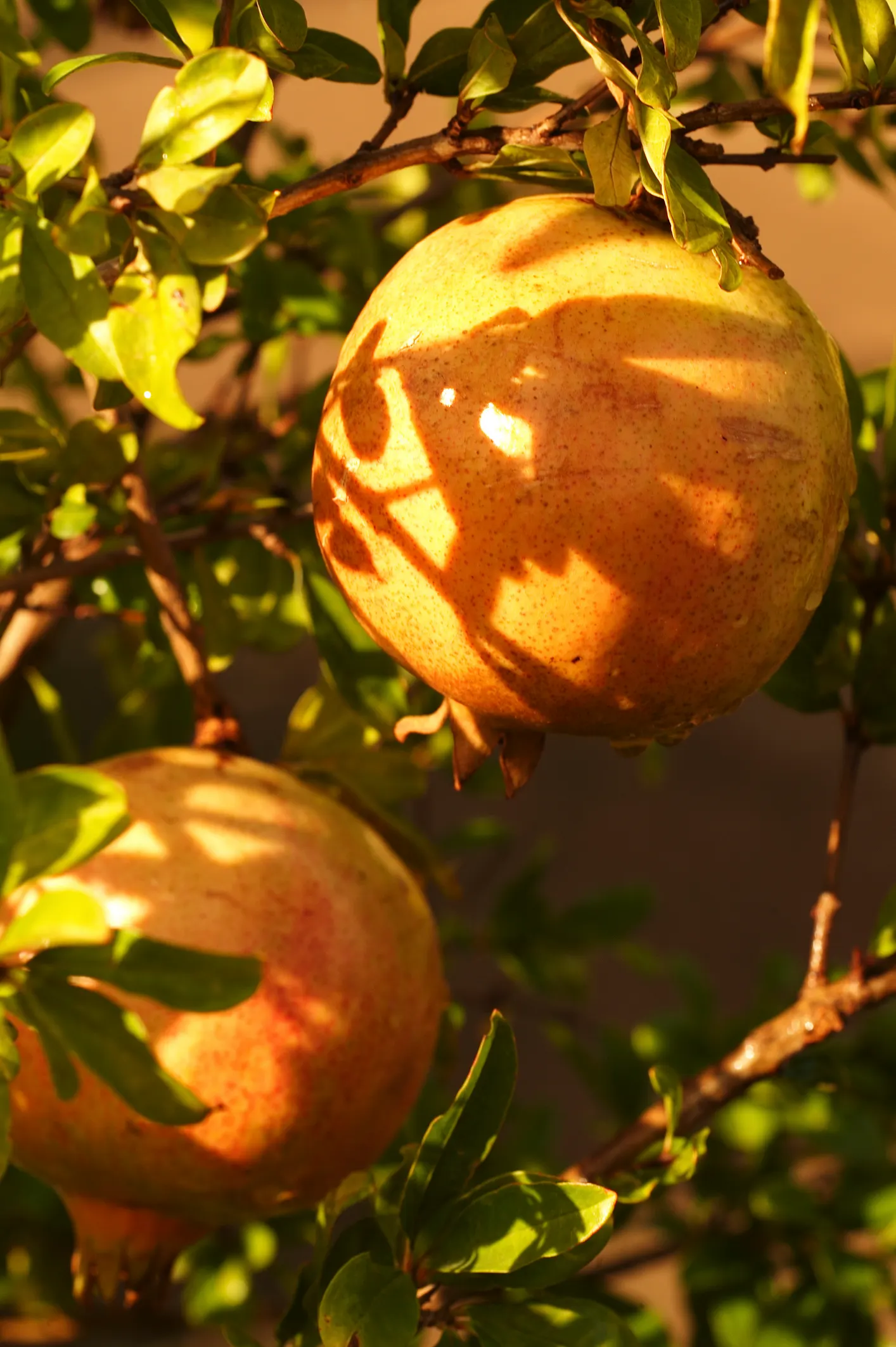 Pomegranate (Punica Granatum) — Being cold-hardy down to around 10&deg;F, they can thrive in USDA zones 7 to 10; mature specimens typically reach 12 to 20 feet