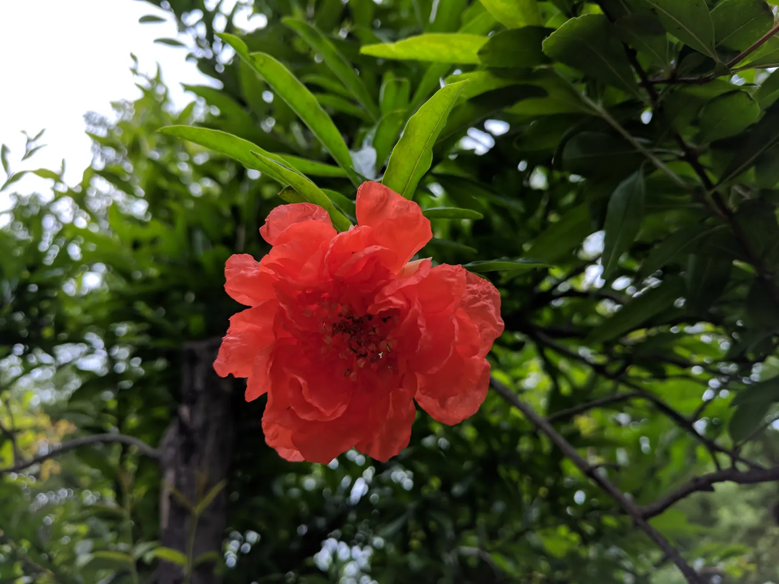 Pomegranate (Punica Granatum) — the Pomegranate bears its hallmark fruit