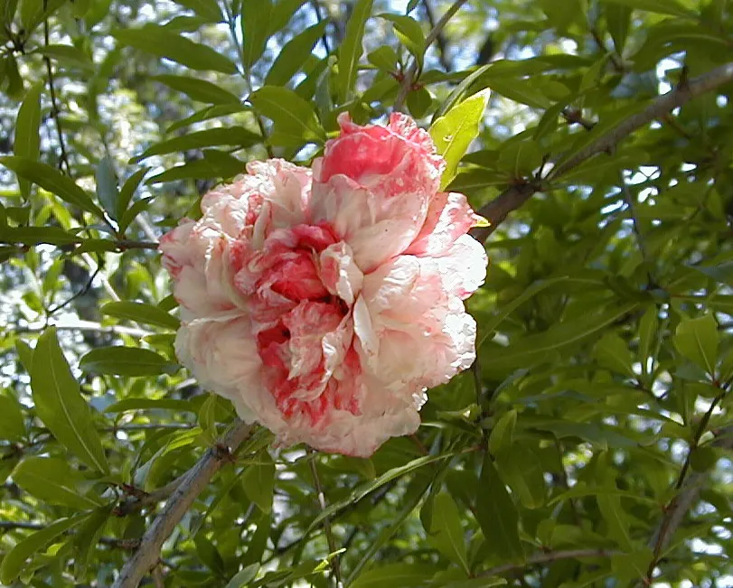 Pomegranate (Punica Granatum) — The Pomegranate (Punica granatum) is a deciduous shrub reaching 6-10 feet tall and wide; the Pomegranate's glossy leaves and