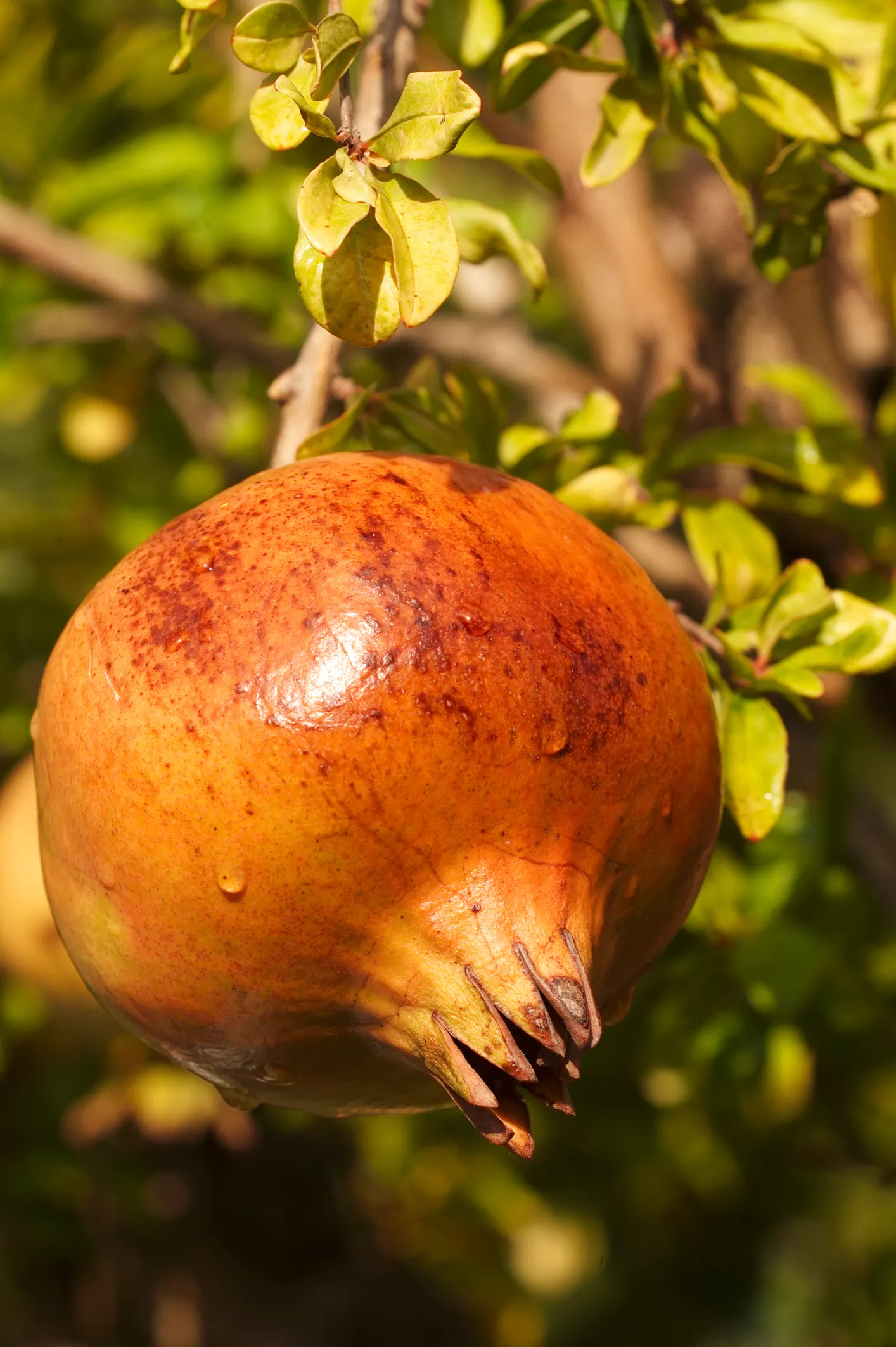 Pomegranate (Punica Granatum) — When incorporating into landscape designs; reaching around 2.5 to 5 inches in diameter