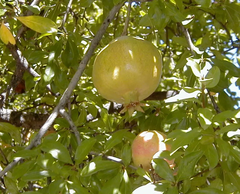 Pomegranate (Punica Granatum) — consider the Pomegranate as a specimen plant