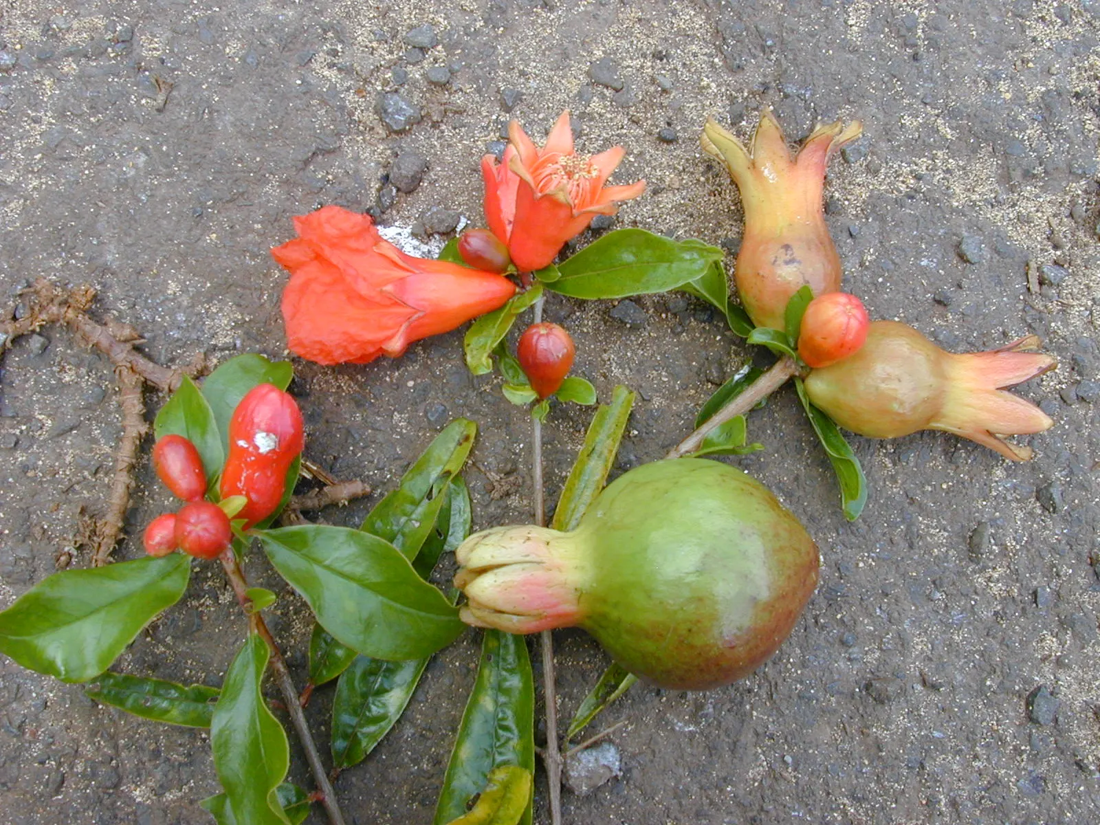 Pomegranate (Punica Granatum) — When incorporating into landscape designs