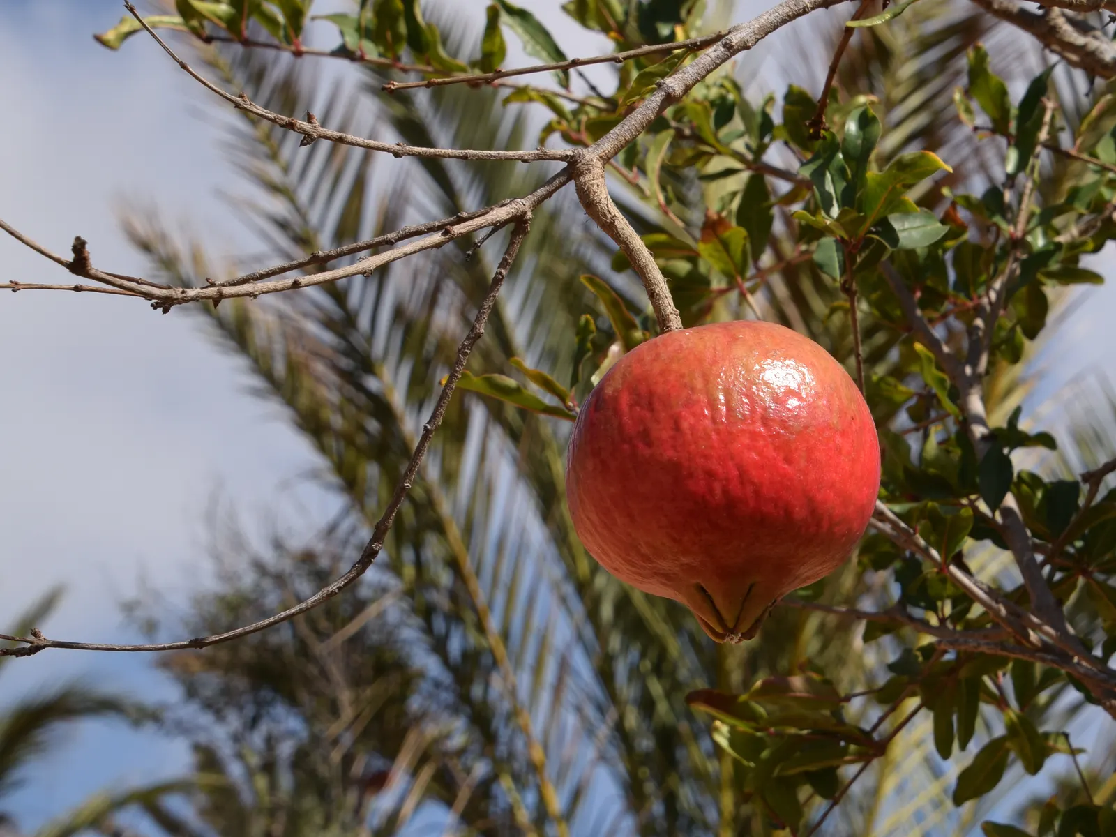 Pomegranate (Punica Granatum) — shrub / tree with orange blooms