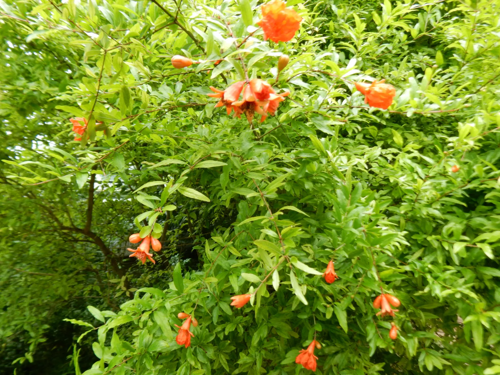 Pomegranate (Punica Granatum) — making them suitable for xeriscaping and water-efficient landscapes