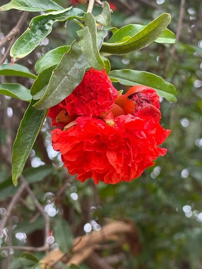 Pomegranate (Punica Granatum) — Its drought tolerance makes it a practical choice for varied landscapes; providing flexibility in design placement.<br><br>The
