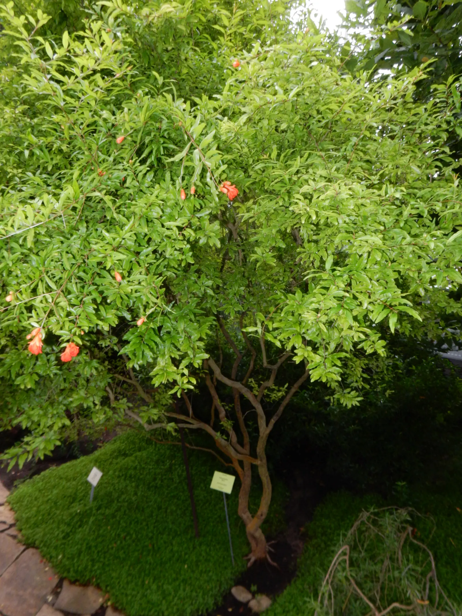 Pomegranate (Punica Granatum) — though size can be maintained with regular pruning; lance-shaped leaves that range from 2 to 3 inches long and, image 91