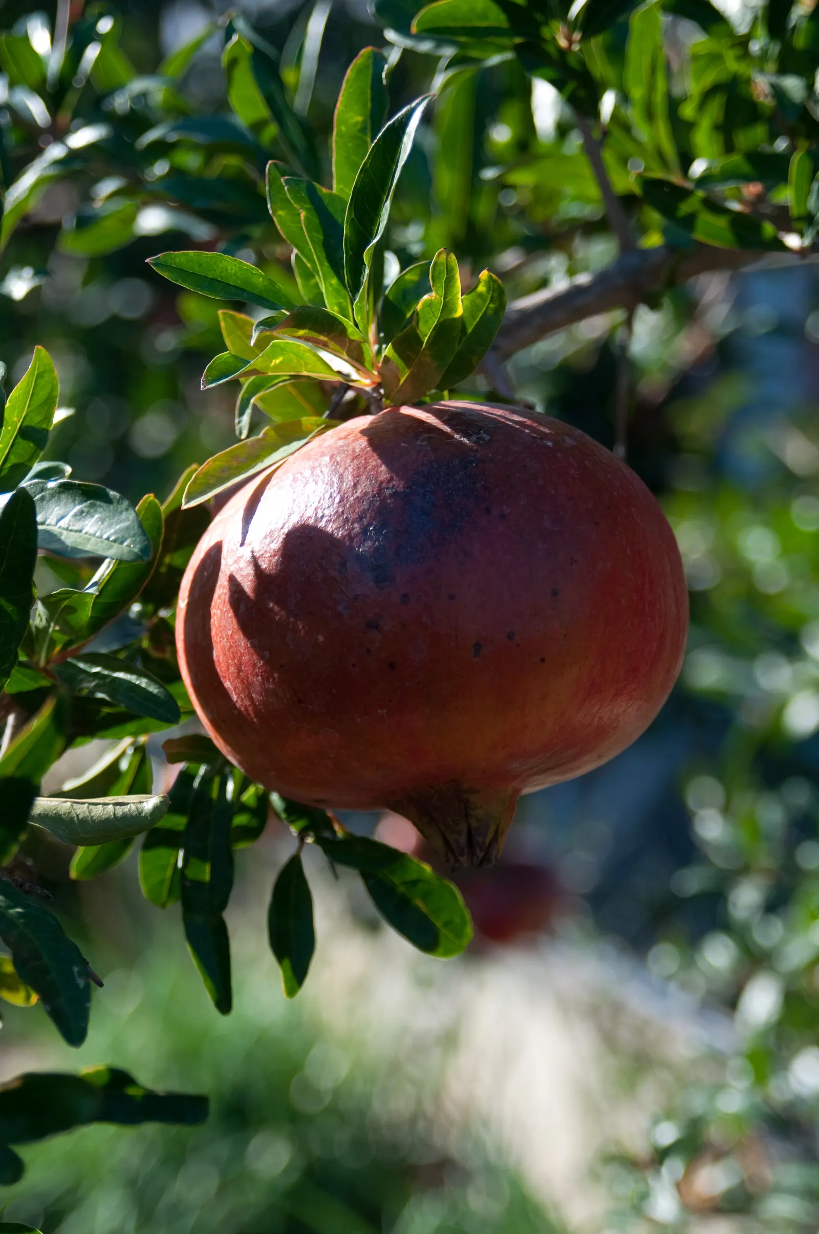Pomegranate (Punica Granatum) — orange flowers in the garden