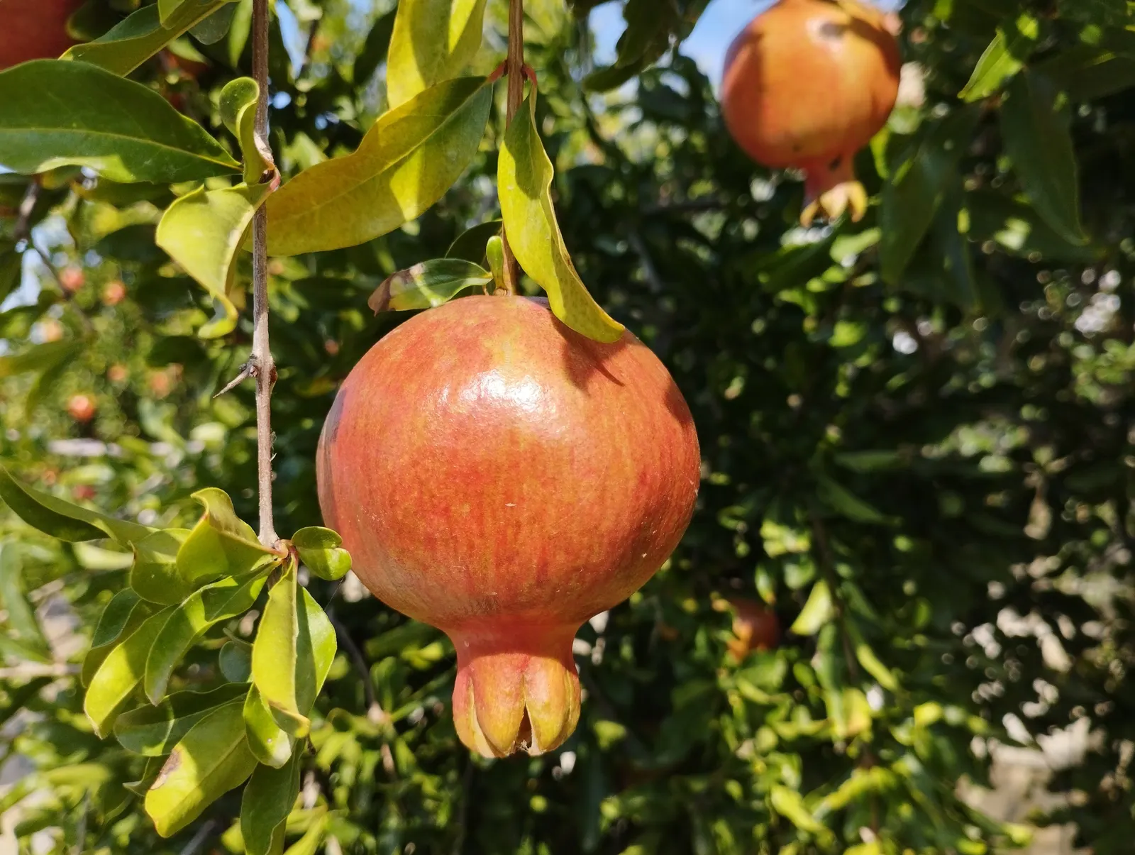 Pomegranate (Punica Granatum) — Being cold-hardy down to around 10&deg;F, they can thrive in USDA zones 7 to 10