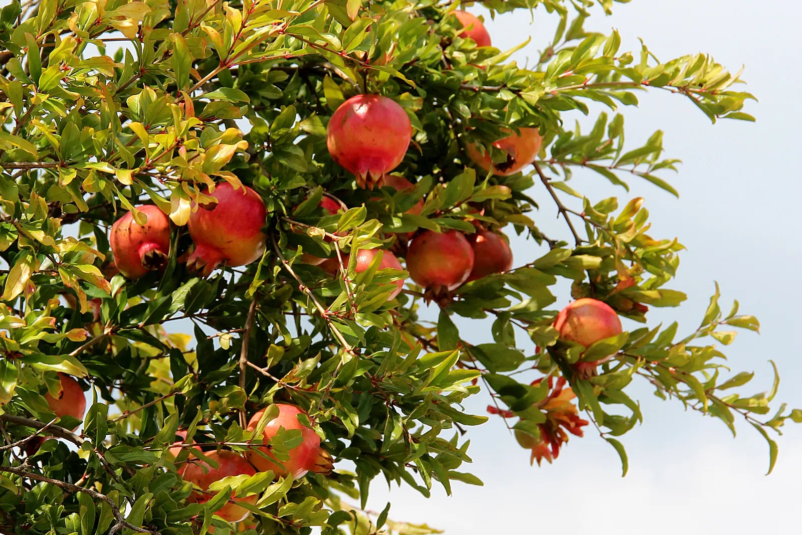 Pomegranate (Punica Granatum) — This plant's versatile nature allows it to be trained as a small tree or maintained as a bushy shrub; making them, image 92
