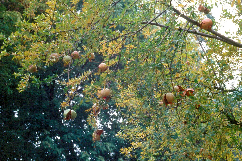 Pomegranate (Punica Granatum) — 2-5 inches wide fruit adds culinary interest, image 32