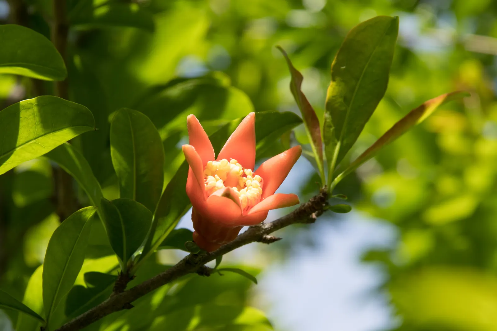 Pomegranate (Punica Granatum) — shrub / tree for full or half
