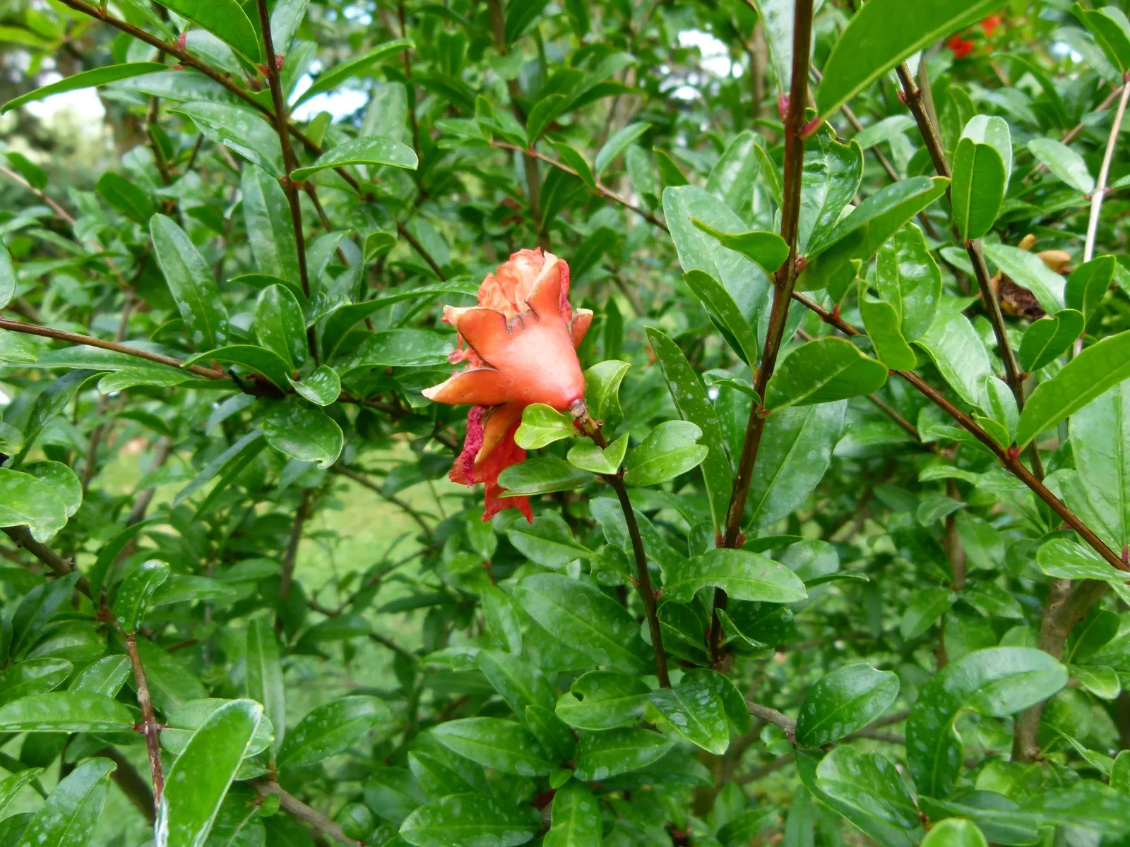 Pomegranate (Punica Granatum) — Mature specimens typically reach 12 to 20 feet in height and spread 12 to 20 feet wide; its drought tolerance makes it a