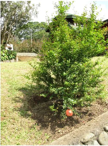 Pomegranate (Punica Granatum) — serving as a dual-purpose addition to any landscape design; shrub / tree with orange blooms
