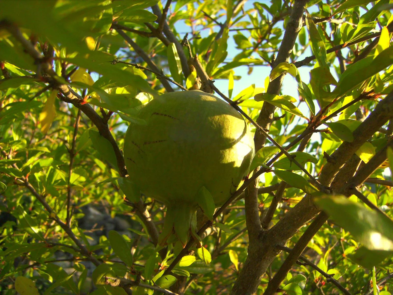 Pomegranate (Punica Granatum) — is a deciduous shrub known for its ornamental beauty and delicious fruit; they are drought-tolerant once established, image 61