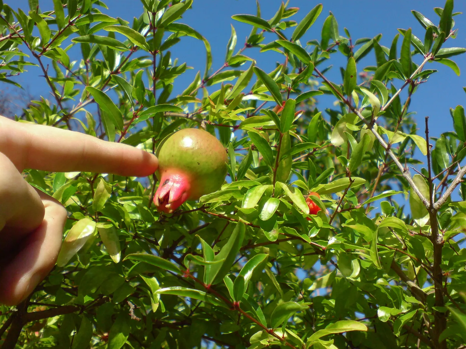 Pomegranate (Punica Granatum) — Mature specimens typically reach 12 to 20 feet in height and spread 12 to 20 feet wide; its drought tolerance makes, image 63
