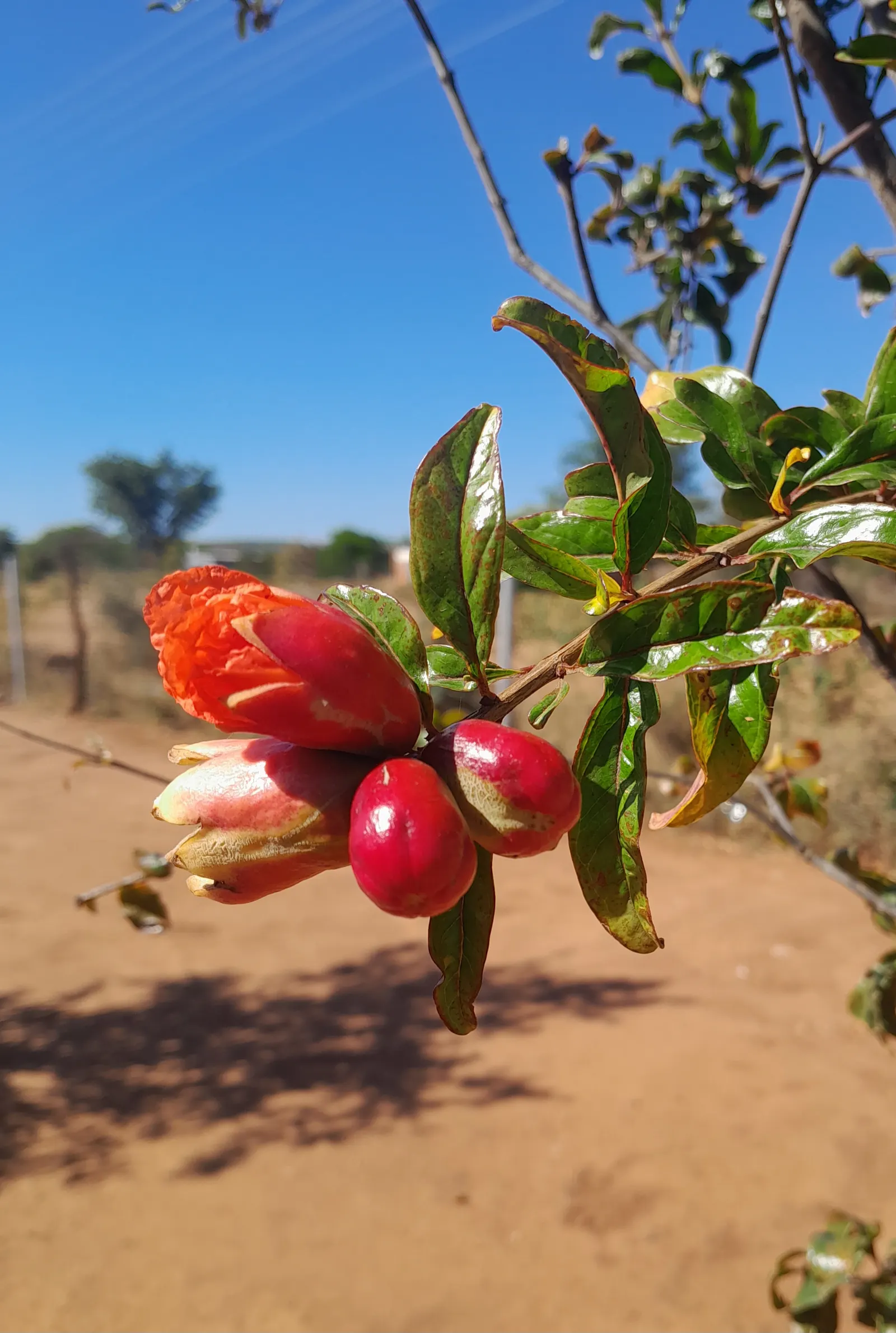 Pomegranate (Punica Granatum) — The Pomegranate's glossy leaves and multi-stemmed form create ornamental appeal