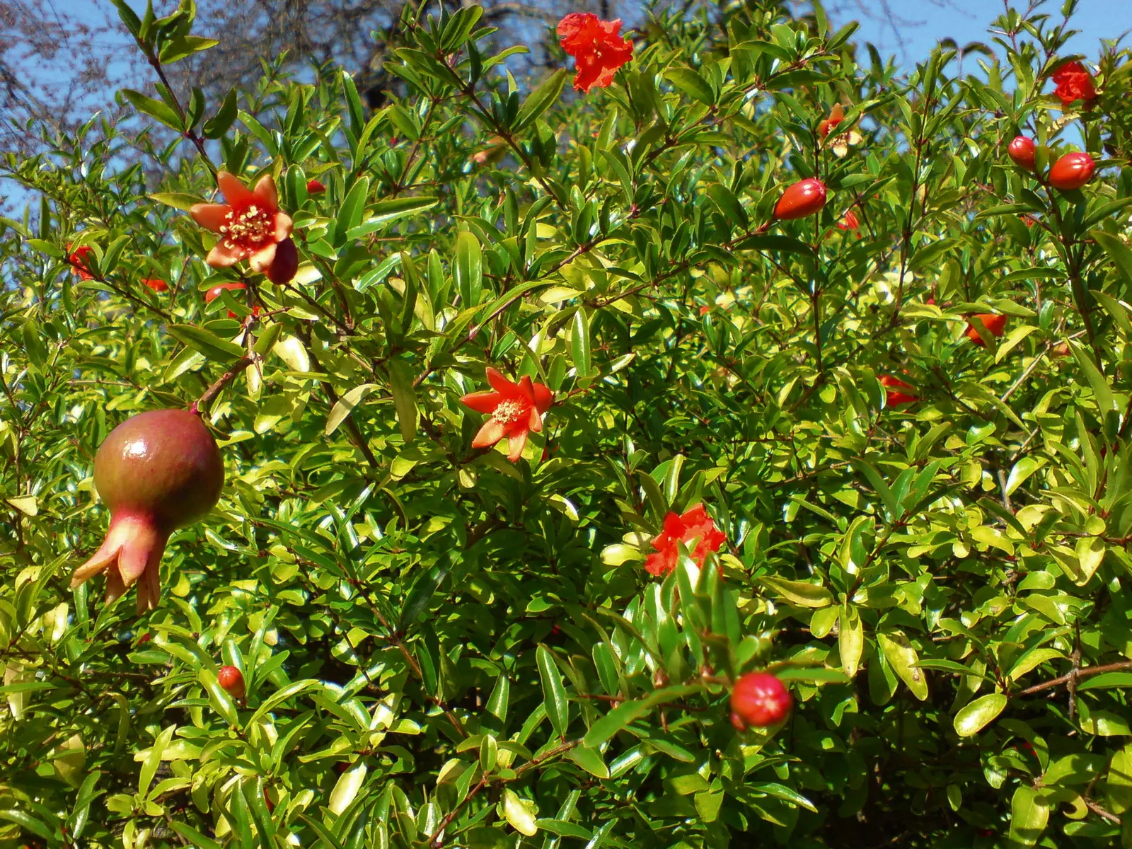 Pomegranate (Punica Granatum) — 2-5 inches wide fruit adds culinary interest