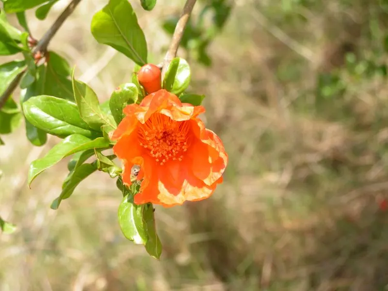 Pomegranate (Punica Granatum) — The Pomegranate (Punica granatum) is a deciduous shrub reaching 6-10 feet tall and wide; the Pomegranate's glossy, image 55