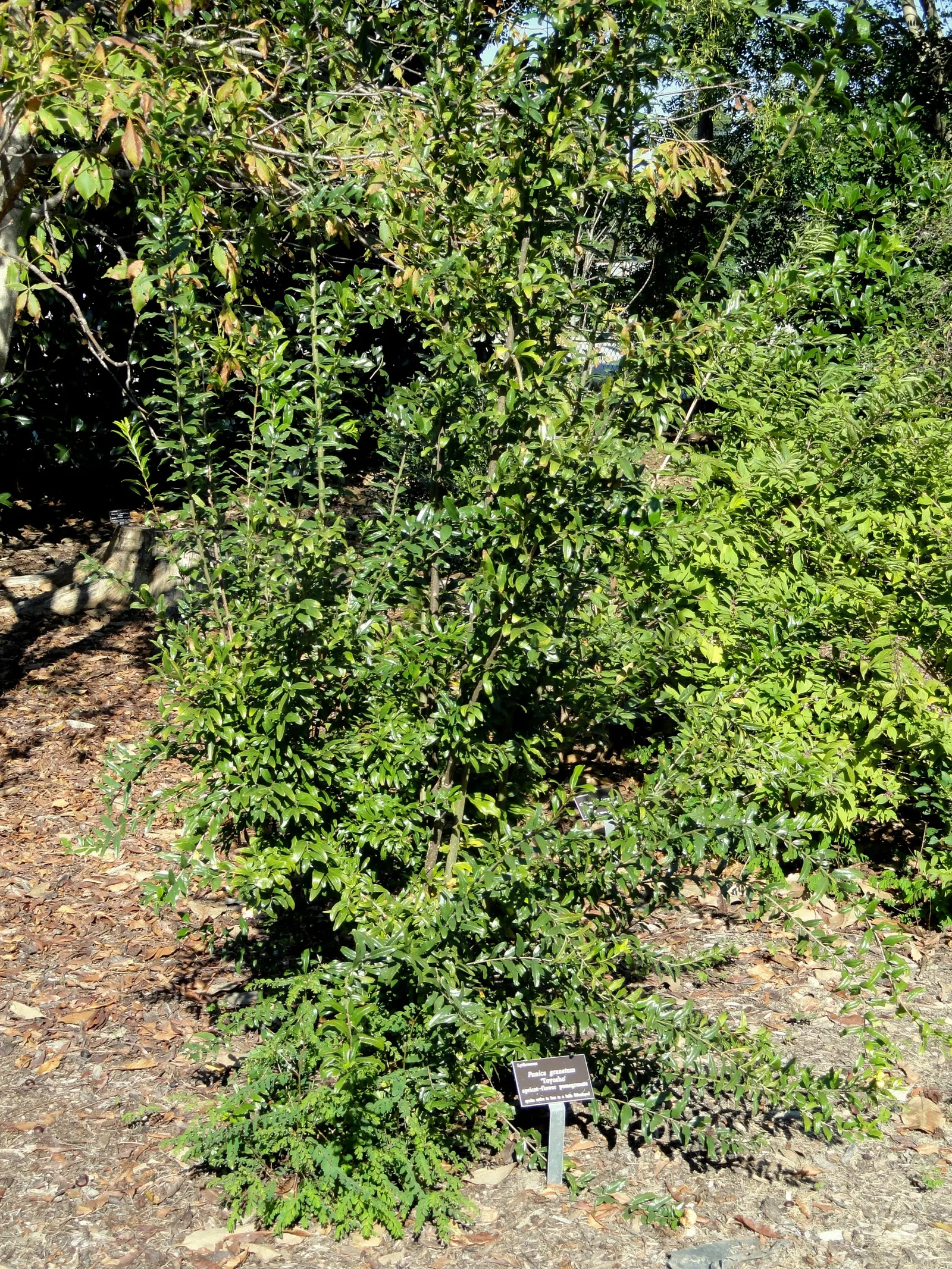 Pomegranate (Punica Granatum) — It thrives in full sun and well-drained soil, with moderate water needs