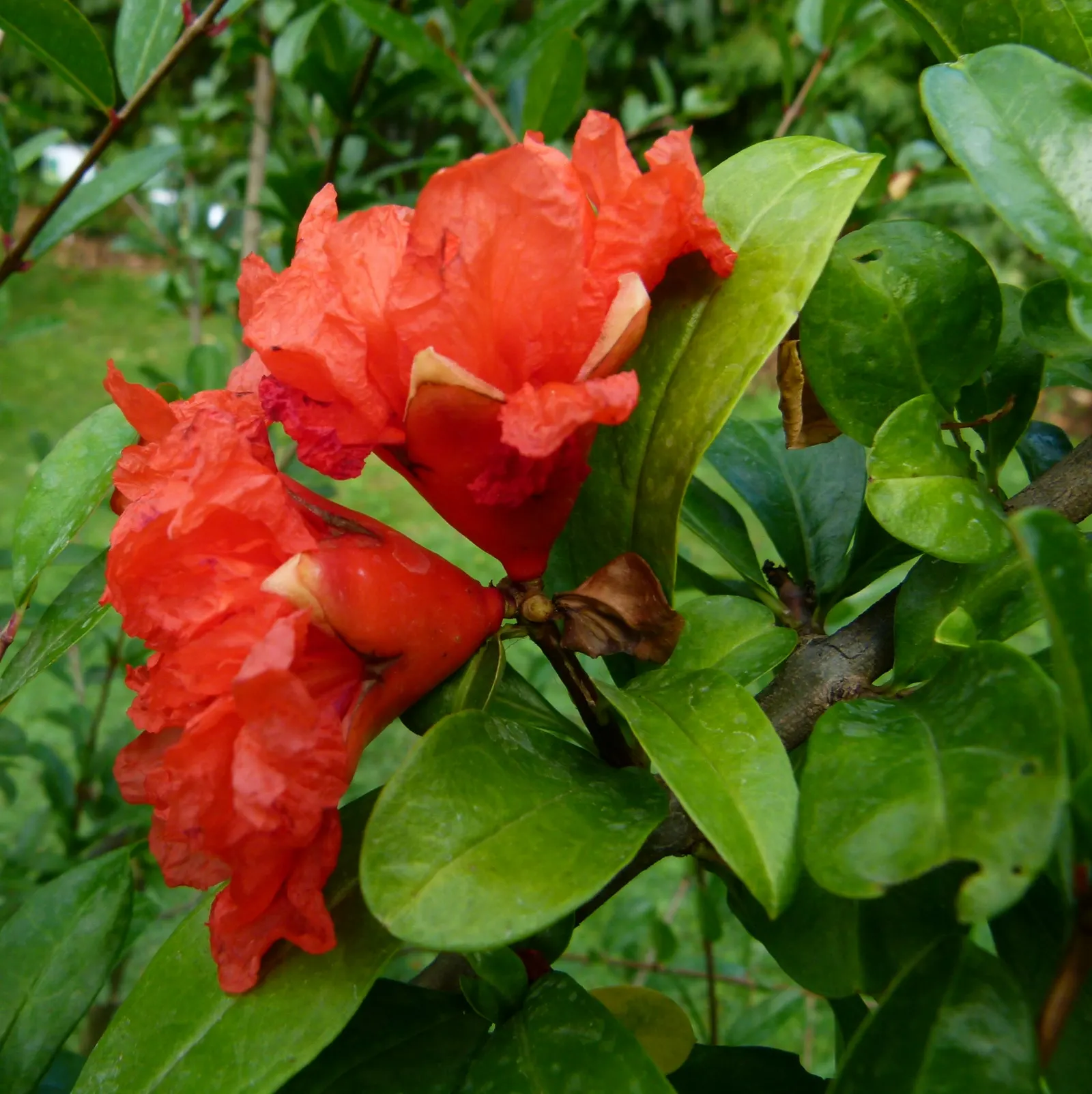 Pomegranate (Punica Granatum) — is a deciduous shrub known for its ornamental beauty and delicious fruit; they are drought-tolerant once established