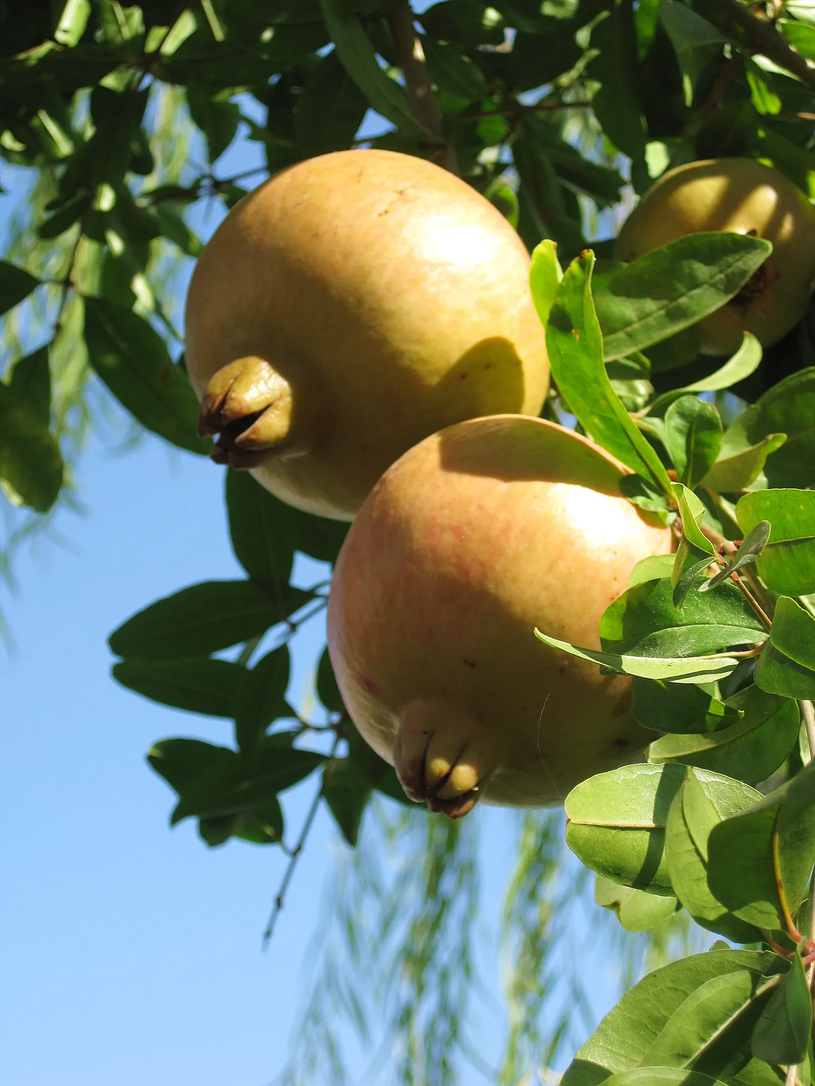 Pomegranate (Punica Granatum) — serving as a dual-purpose addition to any landscape design