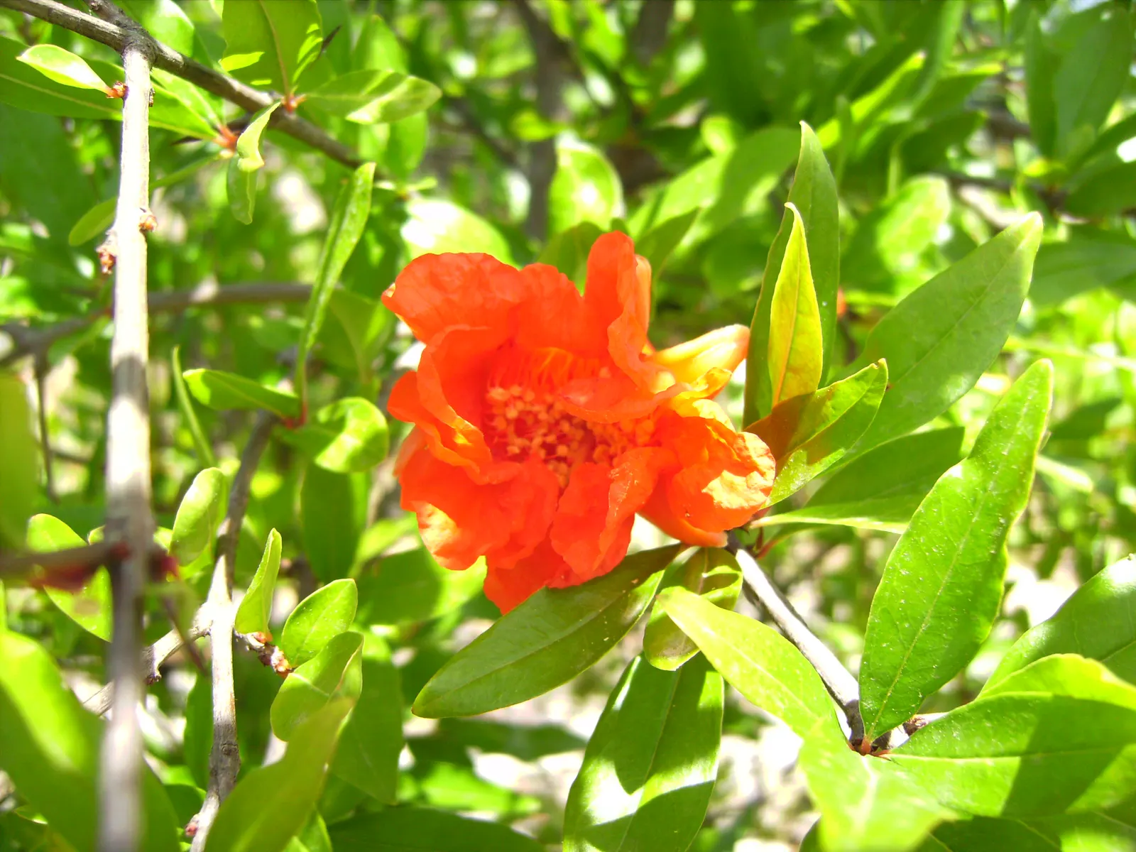 Pomegranate (Punica Granatum) — though size can be maintained with regular pruning; lance-shaped leaves that range from 2 to 3 inches long and, image 64