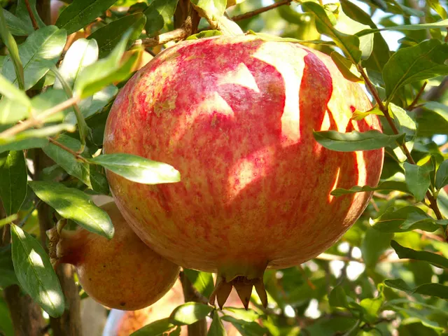 Pomegranate (Punica Granatum) — Its drought tolerance makes it a practical choice for varied landscapes