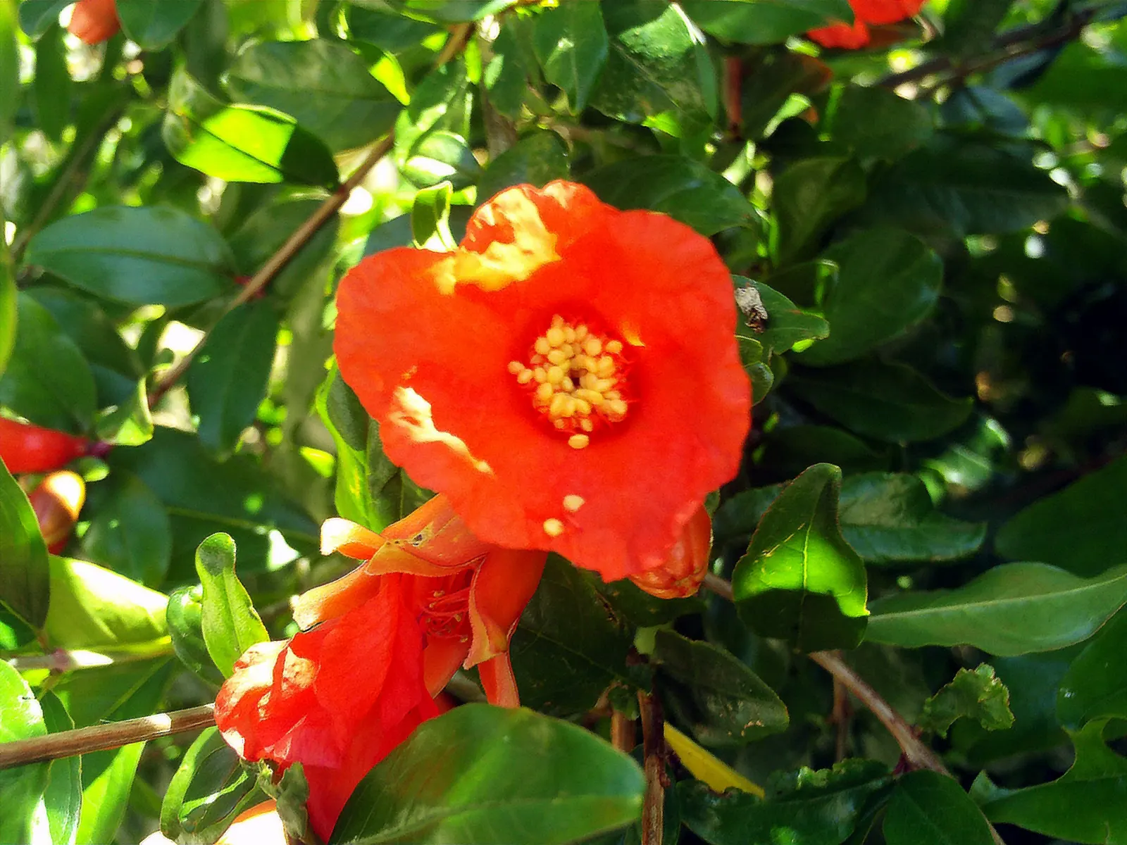 Pomegranate (Punica Granatum) — orange flowers in the garden; though size can be maintained with regular pruning