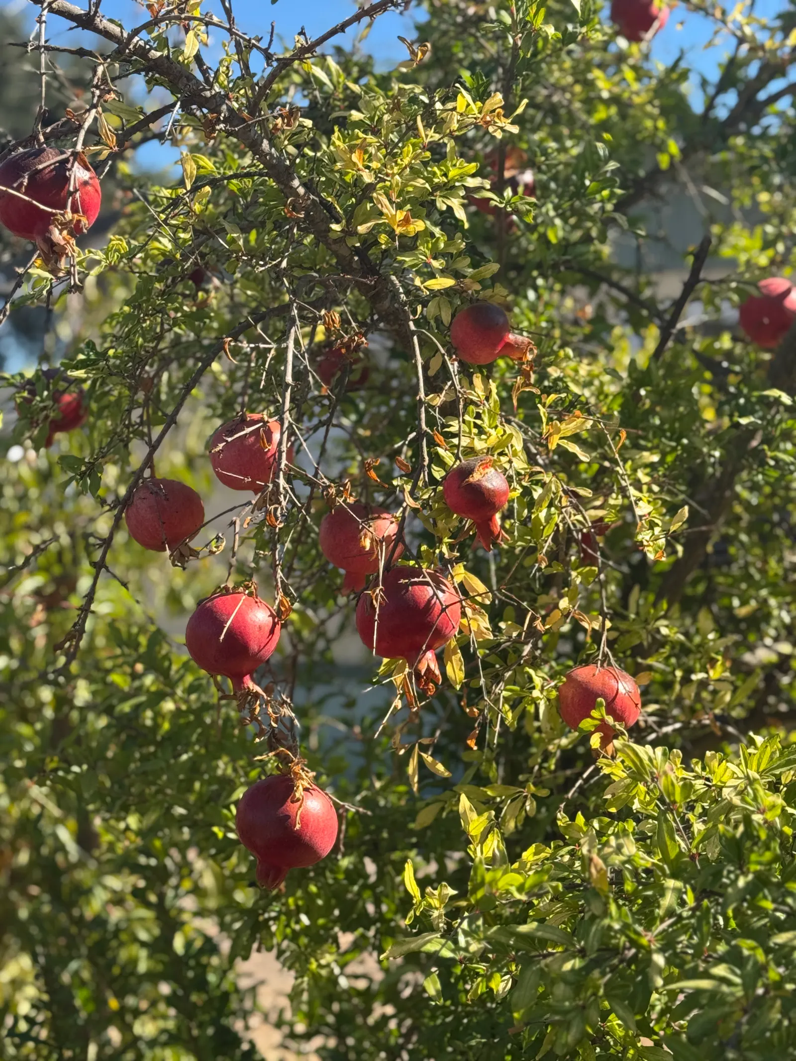 Pomegranate (Punica Granatum) — shrub / tree with orange blooms; a tough, leathery rind encapsulates a multitude of ruby-red arils with juicy, tart-sweet flavor